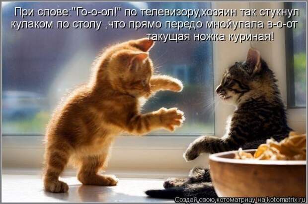 Лучшие котоматрицы недели (50 фото)