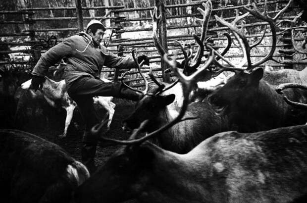 Олени на советском севере - главное сельскохозяйственное животное.