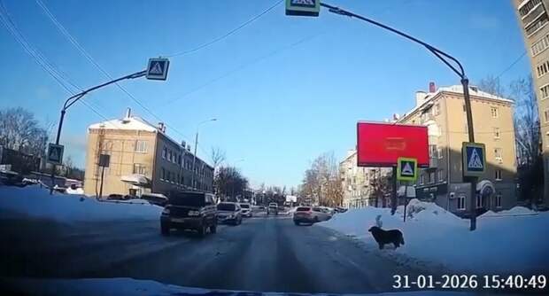 Мне кажется, что они умнее некоторых людей