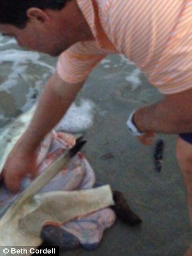 разрезал мертвой беременной акуле живот, детеныши внутри мертвой акулы, нашли на пляже беременную акулу