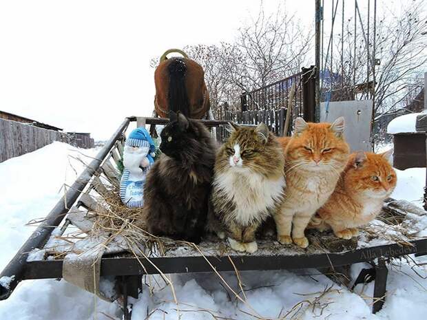 Миллион сибирских кошек Алла Лебедева, барнаул, кошеки, фоторепортаж