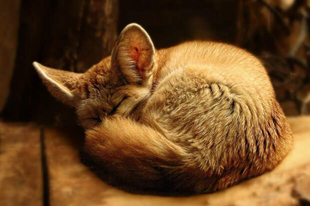 Лиса забралась в квартиру жительницы Лондона и уснула в шкафу