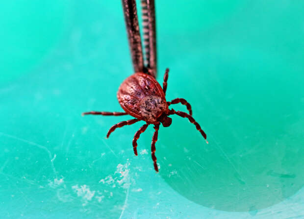 Названо запрещенное действие при укусе клеща