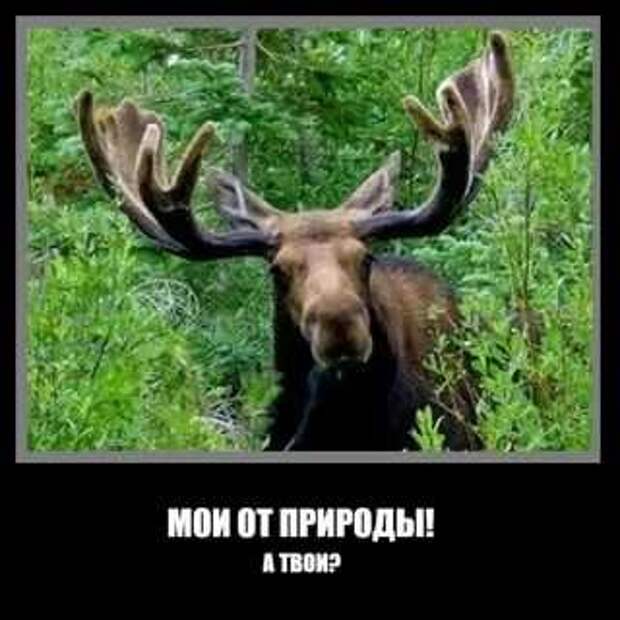 Прикольные демотиваторы с надписями. Подборка chert-poberi-dem-chert-poberi-dem-19320421092020-2 картинка chert-poberi-dem-19320421092020-2