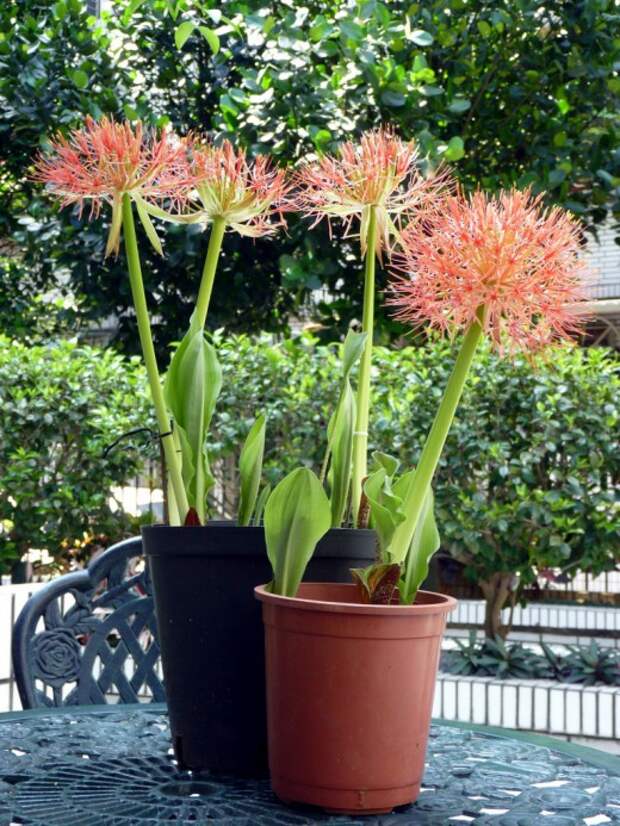 Скадоксус многоцветковый (Scadoxus multiflorus), синоним Гемантус многоцветковый (Haemanthus multiflorus)