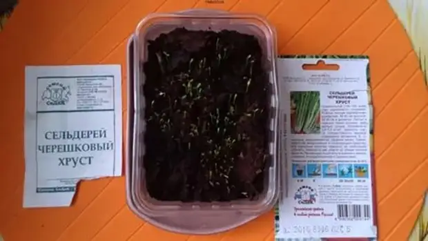 посадка сельдерея на рассаду посадка сельдерея на рассаду