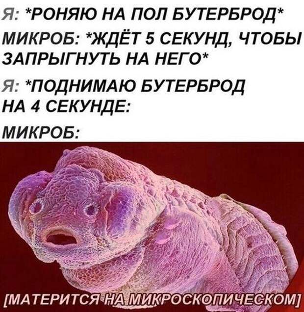 Смешные до слез мемы и картинки