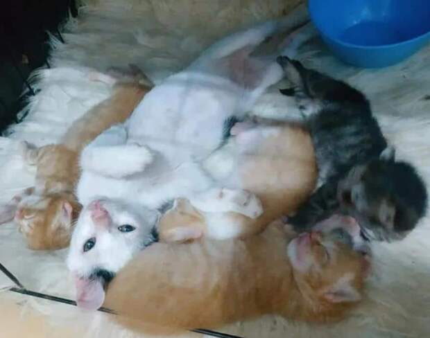 котята в доме