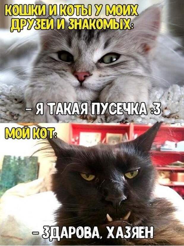 Смешные до слез мемы и картинки