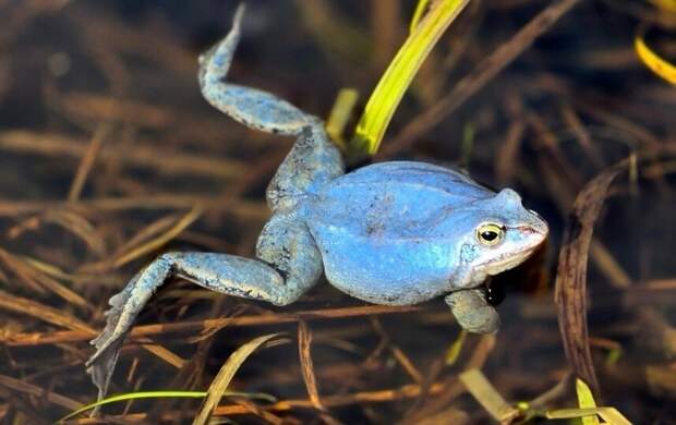 В Петербурге самцы лягушек ради любви стали небесно-голубыми