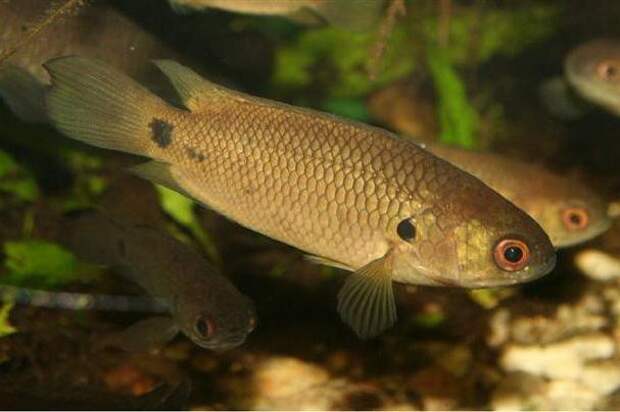 Рыба анабас: описание, особенности и польза для человека
