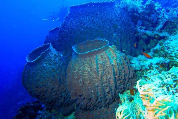 Почему древнейшие животные на земле не оставили окаменелостей?