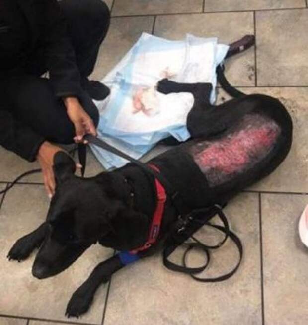 Пытаясь стереть «краску» с шерсти собаки, хозяйка заметила, что вместе с ней сдирается… и кожа питомца