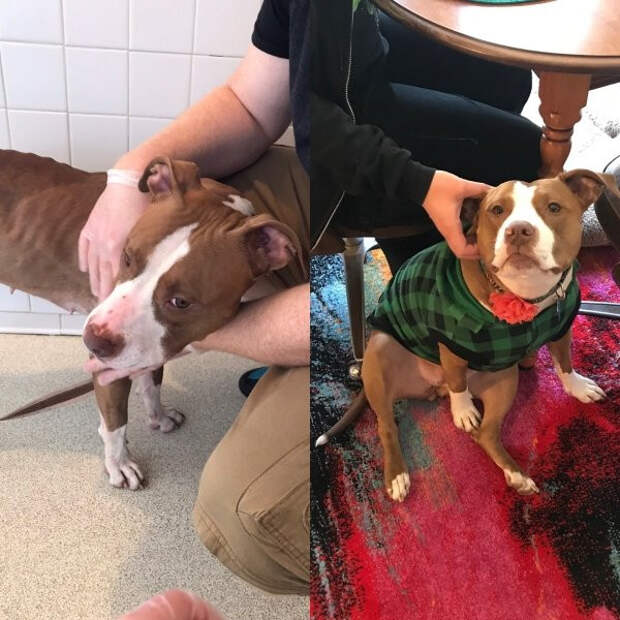 Снимки животных до и после того, как они обрели дом и любящих хозяев