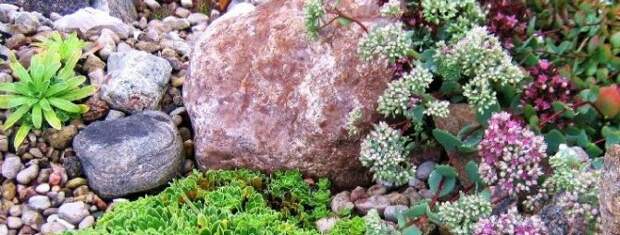 Рокарий своими руками: история моего каменистого садика с «альпийцами»