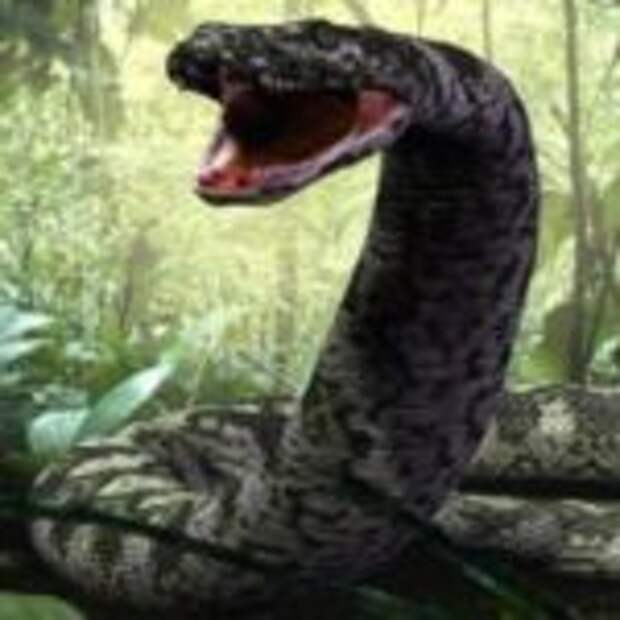 5 самых больших пойманных змей