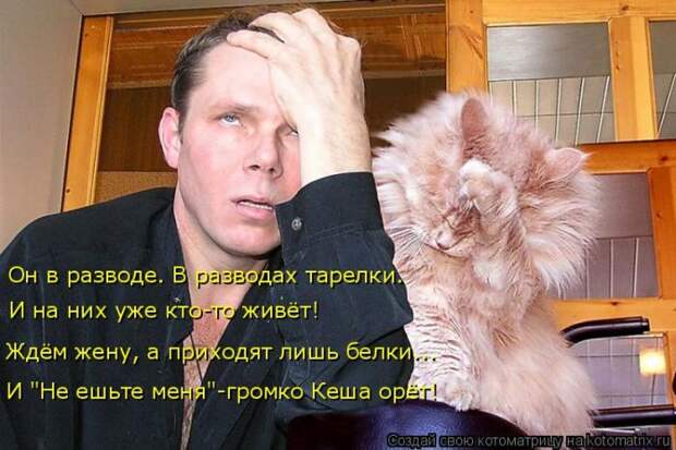 Лучшие котоматрицы недели (50 фото)