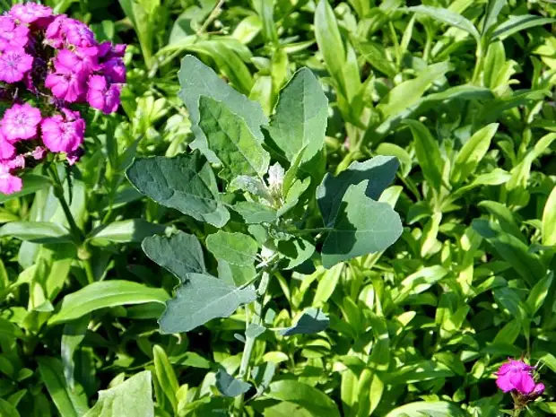 Фото Сорняков На Огороде И Их Названия