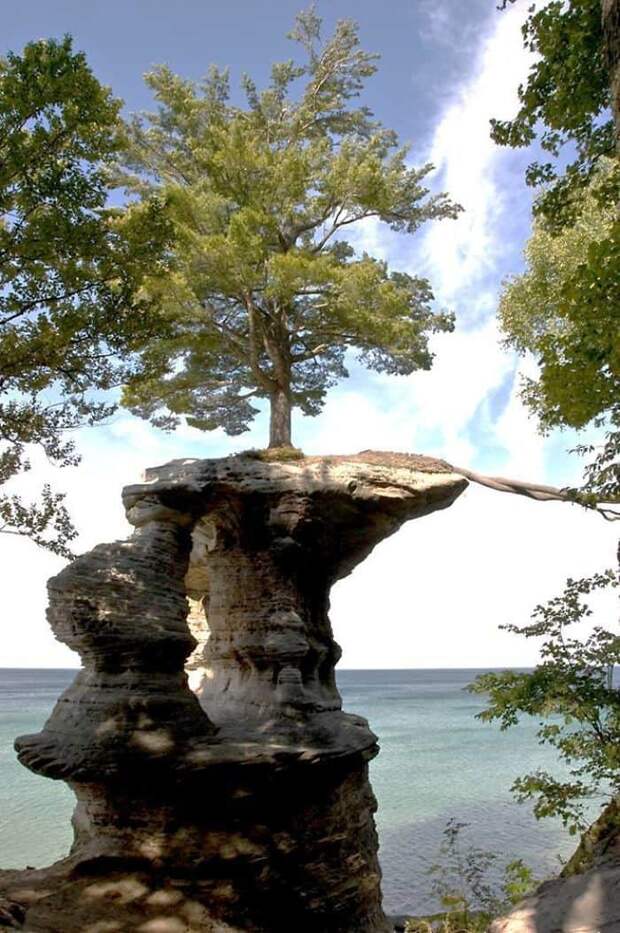 Tree Roots Extend Across A Gap To The Mainland For Nutrients Tree Roots Extend Across A Gap To The Mainland For Nutrients