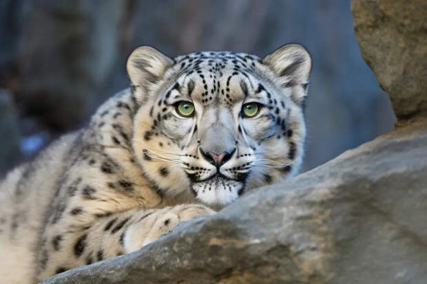 Снежный барс напал на туриста-лыжника, возвращающегося в отель