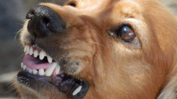 Депутаты предложили наказывать хозяев агрессивных собак не на словах, а на деле