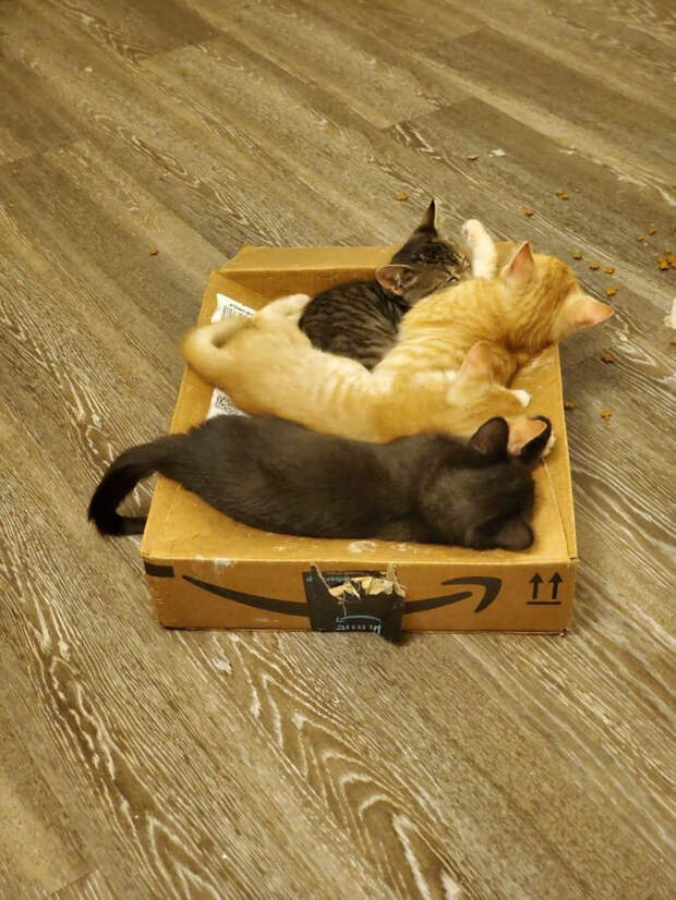 Котики и их сильная любовь к картонным коробкам