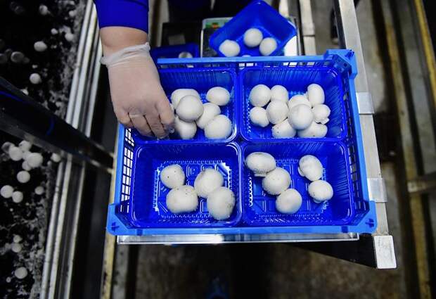 Россия нарастила до максимума вывоз одного вида продукции