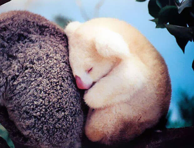 Младенец-альбинос коалы детеныши, животные, очаровательные