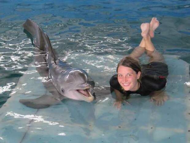 Дельфин: описание. Как дельфин защищается от врагов?