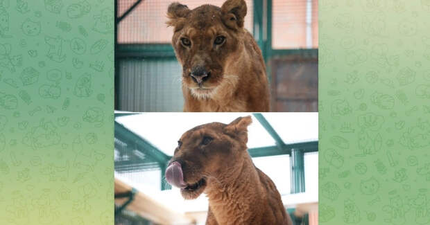 У бизнесмена в Подмосковье изъяли двух львов