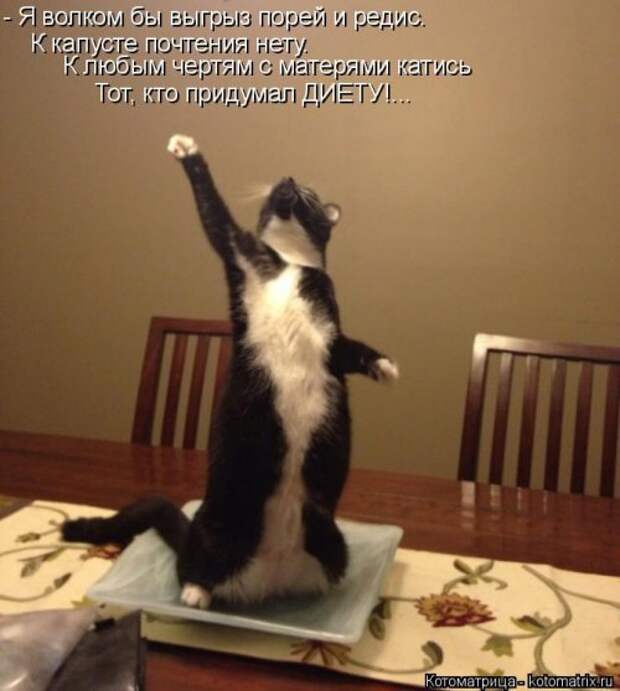 Новая котоматрица недели (39 фото)