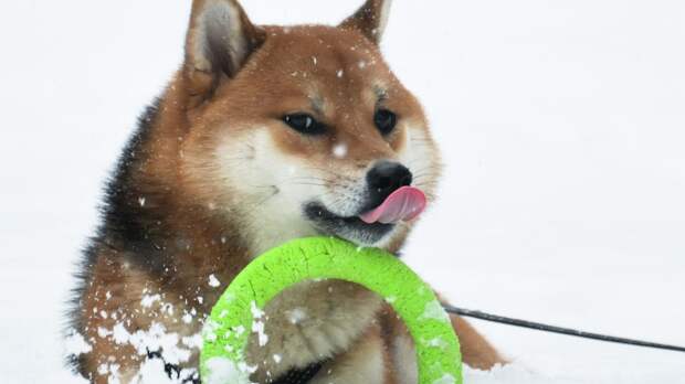 Кинолог Голубев рассказал, какие игрушки на самом деле нужны собакам