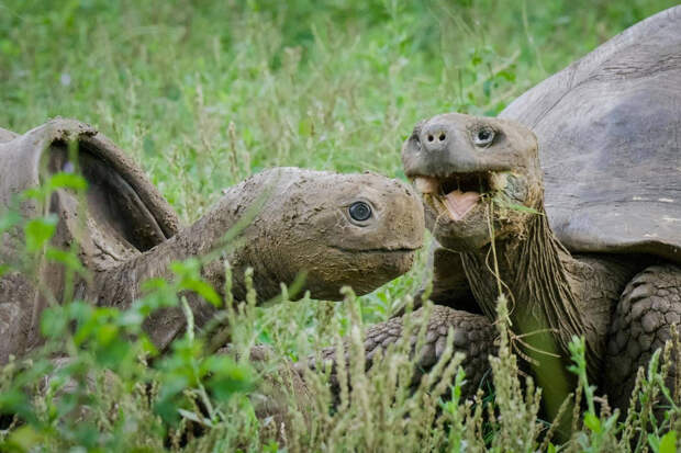 Гигантская черепаха на Галапагосских островах с камерами вместо глаз