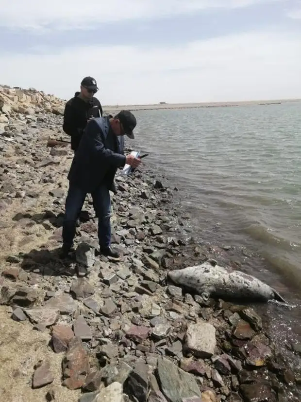 В Мангистау нашли еще почти сотню мертвых тюленей
