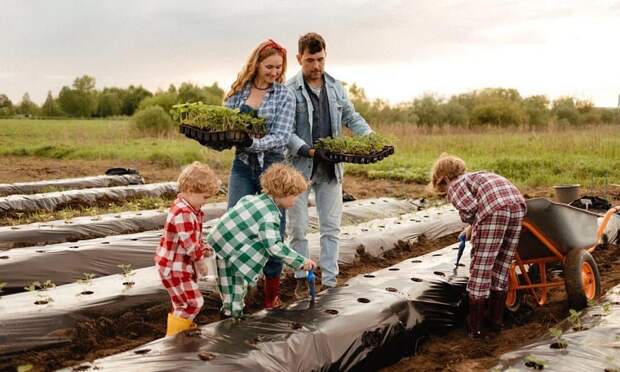 Многодетная мама из Архангельской области развивает ягодный бизнес