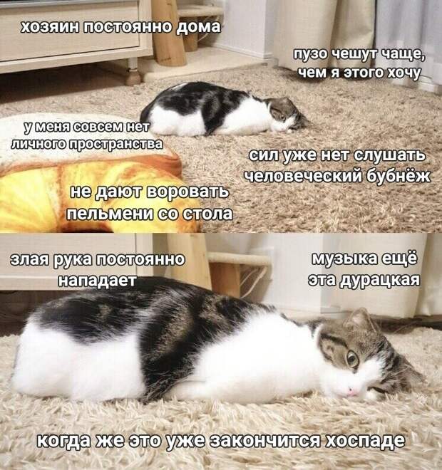 Животные устали от хозяев