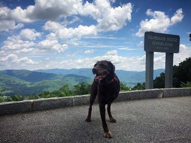 Парень путешествует по США вместе с больной раком собакой животные, путешествие, собака