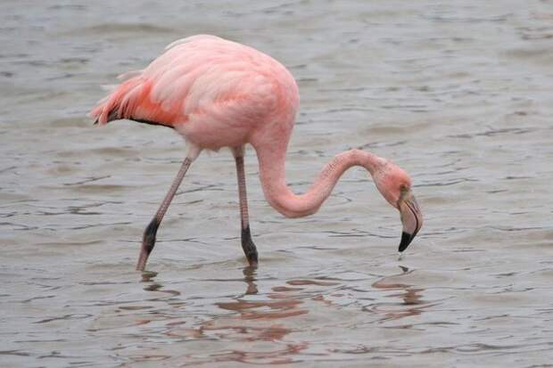 Картинки по запросу greater flamingo