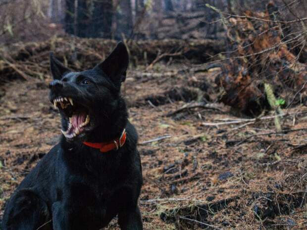 Владелица собаки, напавшей на ребенка, выплатила денежную компенсацию родителям