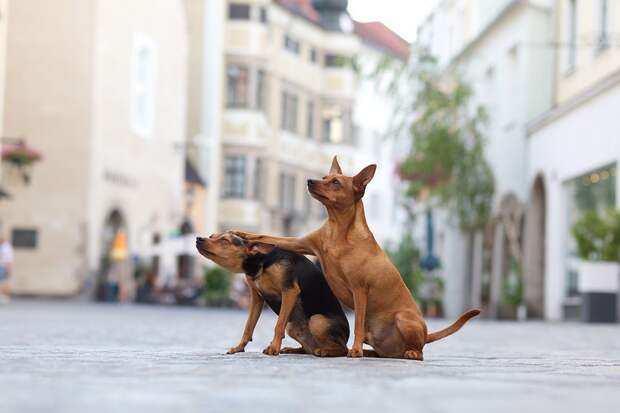Финалисты фотоконкурса домашних животных Comedy Pet Photography Awards 2020