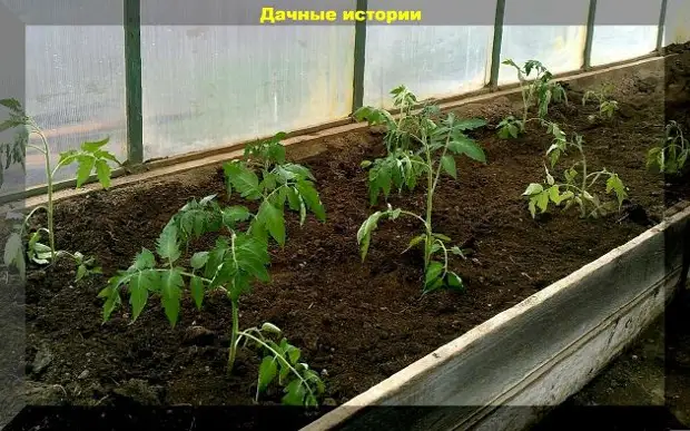 Томаты пора высаживать в теплицу, а на улице еще холодно: спасаем вытянувшуюся рассаду