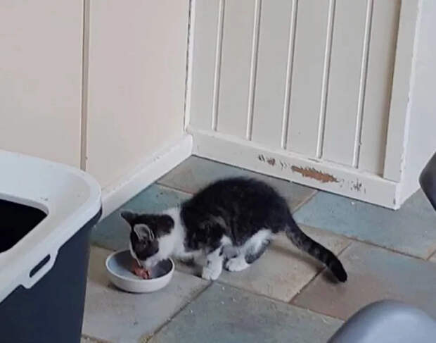 Без кота и жизнь не та
