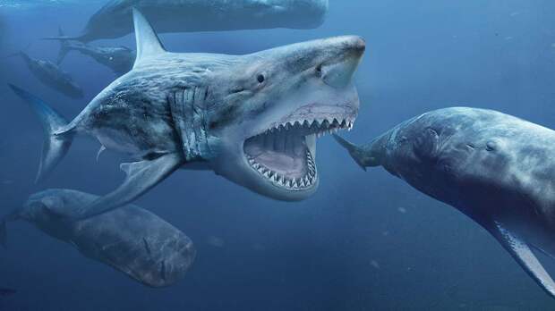 https://images.newscientist.com/wp-content/uploads/2021/01/07134750/c0366802-megalodon_prehistoric_shark_illustration_web.jpg?crop=16:9,smart&&&upscale=true