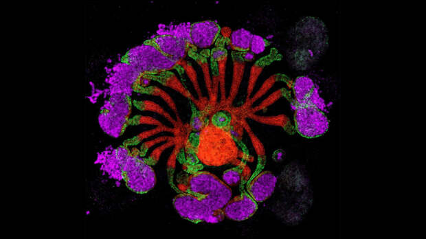 Лучшие научные снимки 2025 года 