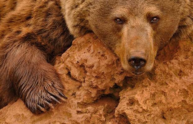 Медведь в неволе — в парке диких зверей в Испании. Автор: Marsel van Oosten.