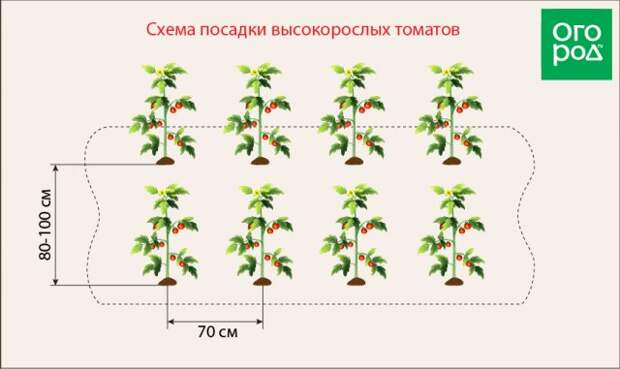 Посадка высокорослых томатов