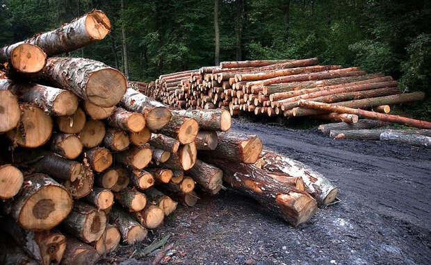 Дело о незаконных рубках и хищении леса на 22 млн рублей передано в суд в Новосибирске