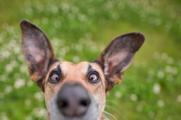 Финалисты фотоконкурса домашних животных Comedy Pet Photography Awards 2020