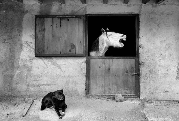 Финалисты фотоконкурса домашних животных Comedy Pet Photography Awards 2020