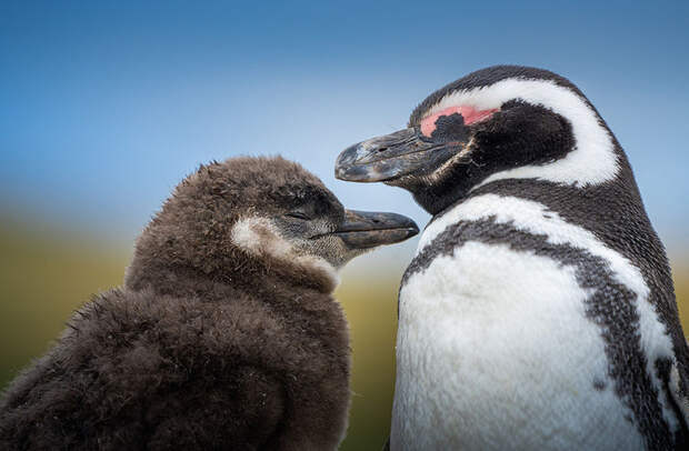 Антарктические пингвины: самые обаятельные и привлекательные